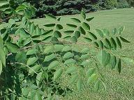 Gymnocladus dioicus